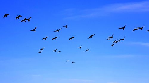 Low angle view of birds flying in sky