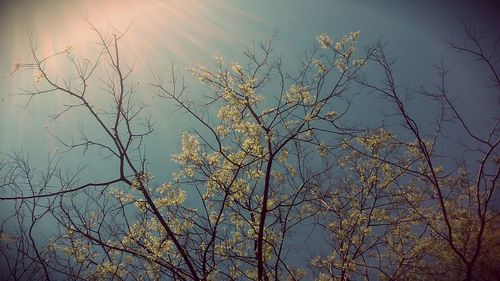 Low angle view of bare trees against sky