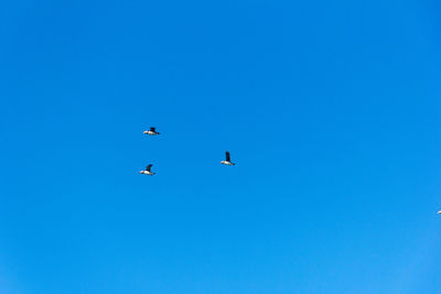 Low angle view of birds flying in the sky