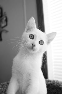 Close-up portrait of cat sitting