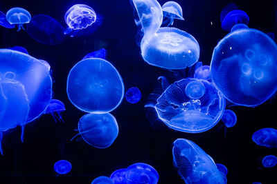 Close-up of jellyfish in sea