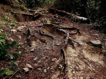 Close-up of tree trunk in forest