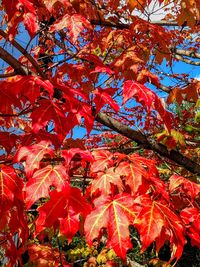 Close-up of red maple leaves on tree