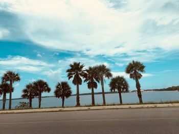 Palm trees on street against sky