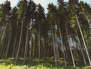 Low angle view of trees in forest