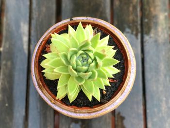 High angle view of potted plant