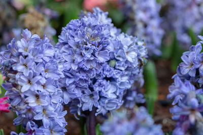 Close-up of purple flowering plant