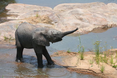 Full length of elephant standing on rock by lake