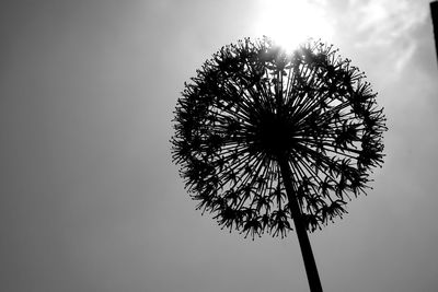 Low angle view of silhouette palm tree against sky