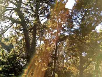 Low angle view of trees in forest