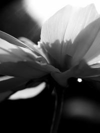 Close-up of flower