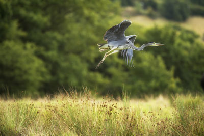 Close-up of bird flying in grass