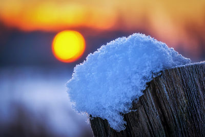 Close-up of snow covered wood