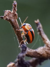 Close-up of insect on plant