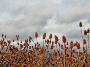 Close-up of stalks in field against cloudy sky