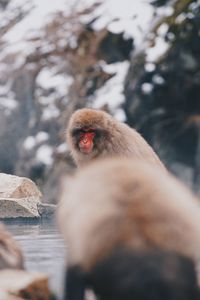 Monkey on rock