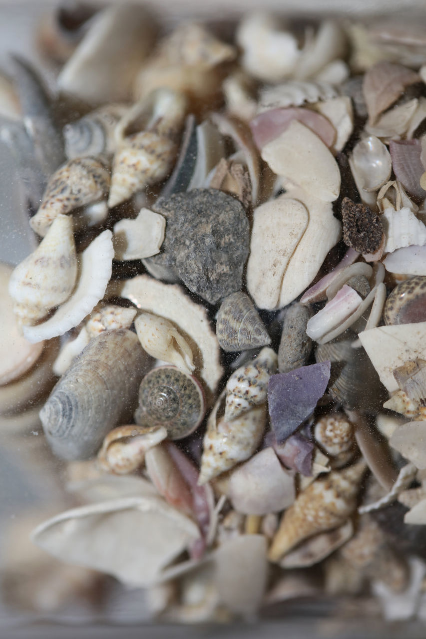 FULL FRAME SHOT OF SHELLS IN CONTAINER