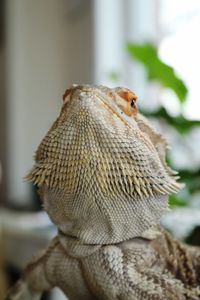 Close-up of a bird