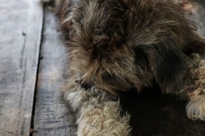 High angle view of dog relaxing on wood