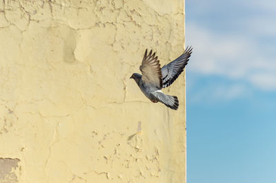 Low angle view of bird flying against wall pigeon perching on wall - fly