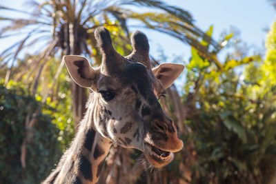 Close-up of giraffe against trees