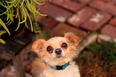 High angle portrait of chihuahua on field