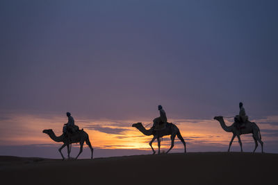 Three holy kings riding on camels through sahara desert during sunset