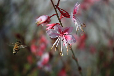 Close-up of cherry blossoms in spring