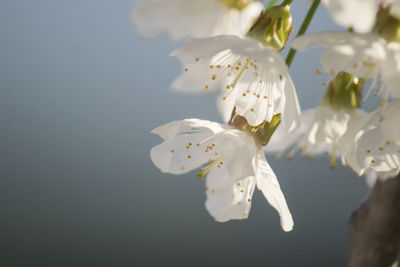 Close-up of white cherry blossom