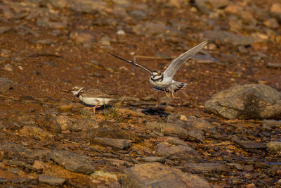 Seagull flying over rock