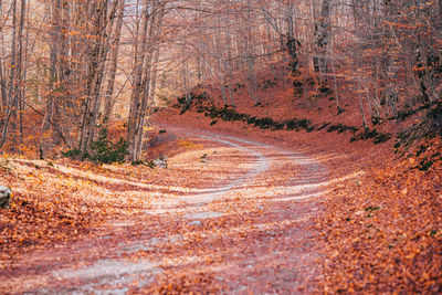 Dirt road amidst trees in forest