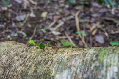 Close-up of insect on wood in forest