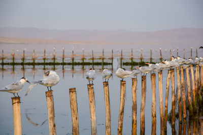 Seagulls perching on wooden posts by sea during sunset