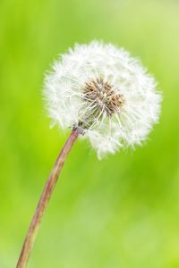 Close-up of dandelion flower
