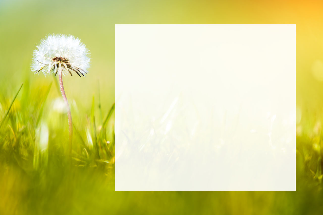 CLOSE-UP OF WHITE DANDELION FLOWER AGAINST GREEN PLANTS