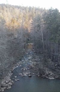 Scenic view of river and forest