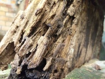 Close-up of tree trunk