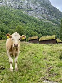 Cows on field