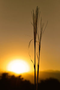 Close-up of silhouette plant against sunset