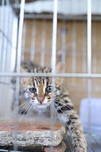 Close-up portrait of cat in cage