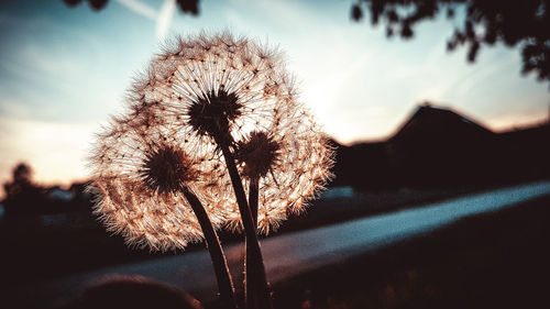 Close-up of flower against sky during sunset