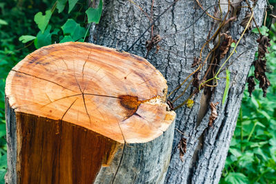 Close-up of leaf on tree trunk in forest