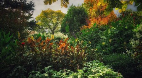 Plants growing on tree