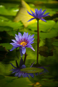 Close-up of purple water lily in lake