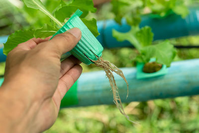 Close-up of hand holding leaves