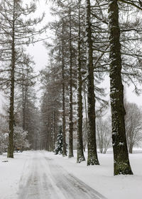 Foggy winter day, larch alley, snowy trees and branches, winter day in nature