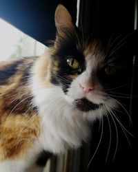 Close-up portrait of a cat