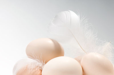 Close-up of feather over white background