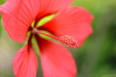 Close-up of red hibiscus flower