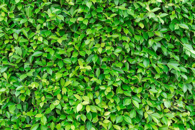 Full frame shot of ivy growing on land